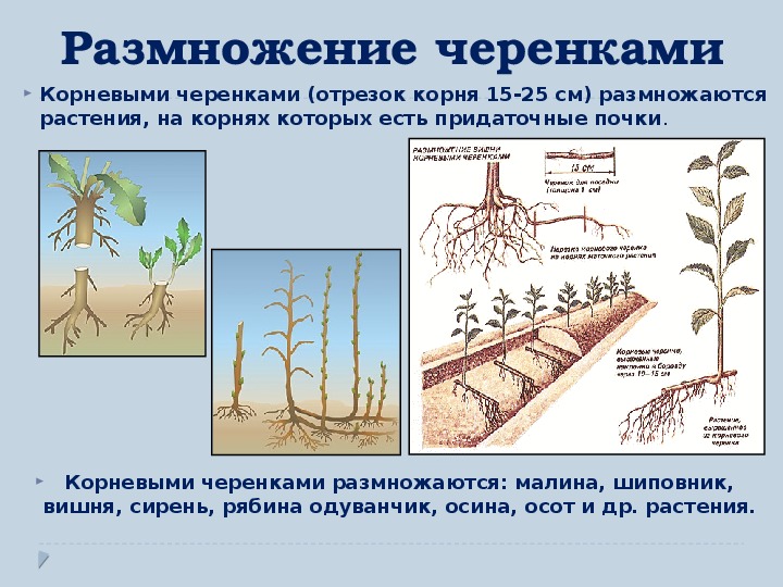 Размножить картинку онлайн