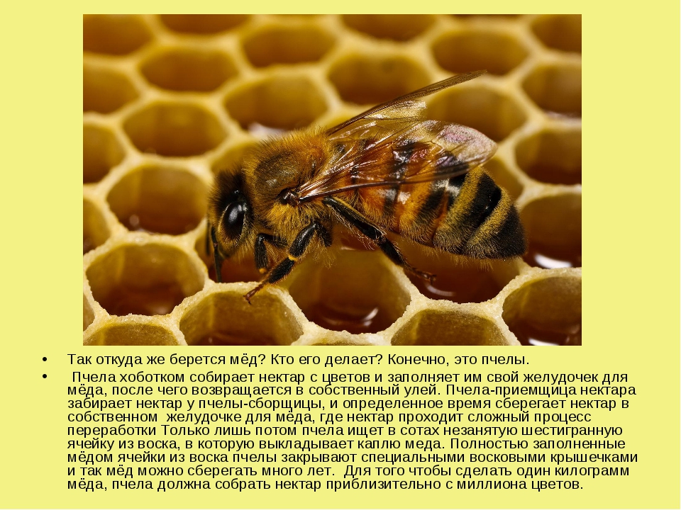 Откуда берется информация. Пчелы делают мед. Откуда берется мед. Как пчелы делают мед. Мед из пчелы.