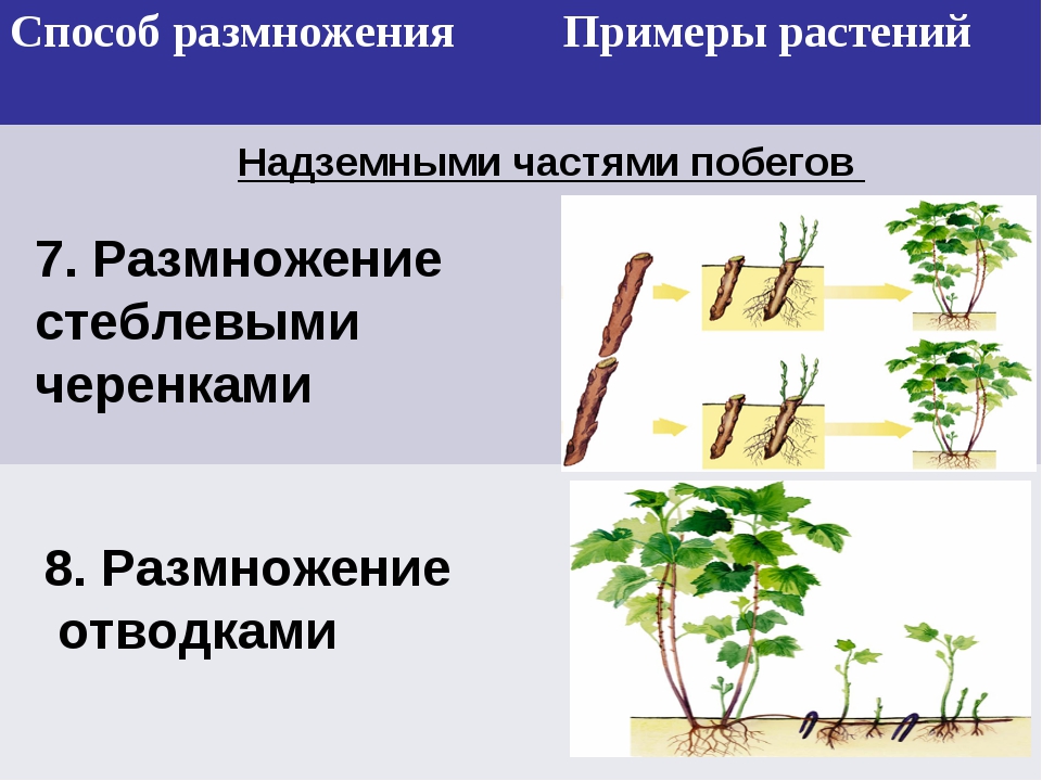 Какие способы размножения надземными побегами. Размножение растений стеблевыми черенками. Вегетативное размножение стеблевыми черенками. Стеблевой черенок вегетативное размножение. Вегетативное размножение побег черенки.
