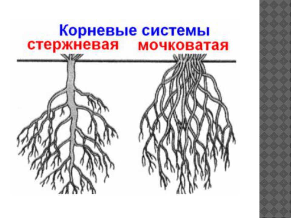 Сложная корневая система. Стержневая и мочковатая корневая система. Строение стержневой и мочковатой корневых систем. Стержневая мочковая система корны.