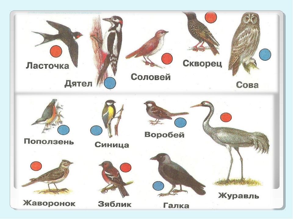 Перелетные птицы картинки с названиями для детей 2 класса окружающий мир