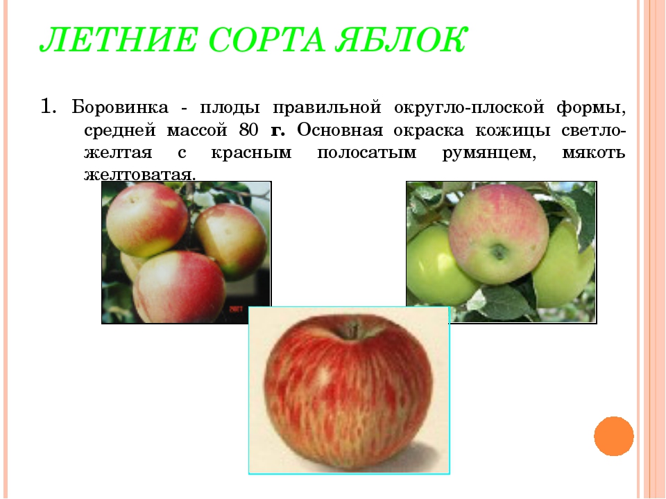 Название яблонь с фото и описанием. Название яблок. Сорта яблонь названия. Яблоки летних сортов. Яблоки виды и сорта.