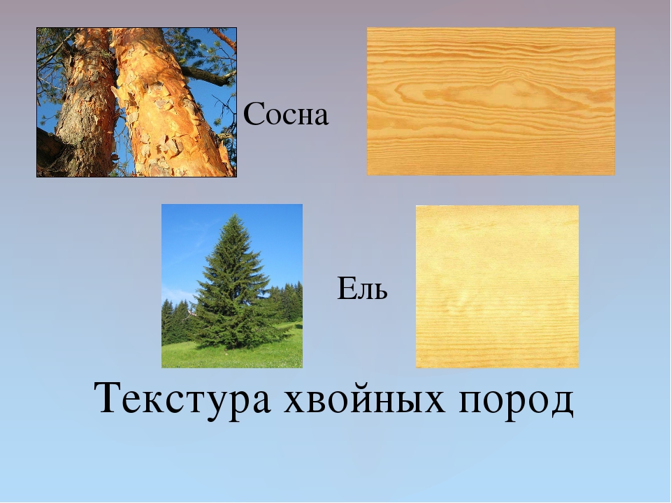 Хвойных древесных пород. Хвойные породы древесины. Хвойные и лиственные породы деревьев. Лиственные породы древесины. Порода древесины ель.