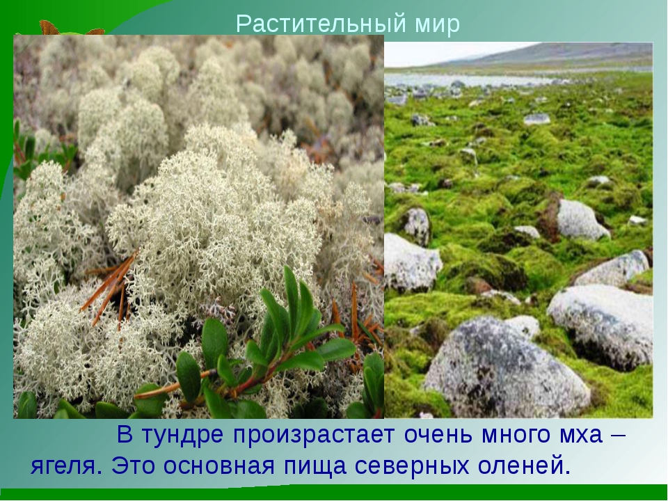 Примеры растений в тундре. Растения тундры ягель. Растительный мир тундры России ягель. Растения живущие в тундре. Мхи и лишайники тундры.