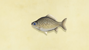 Crucian carp