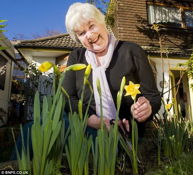 In bloom: The daffodils in Cherrie Horner