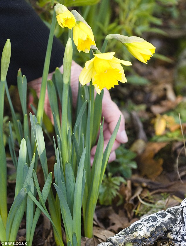 Early starters: While these daffodils have flowered in January, the flowers