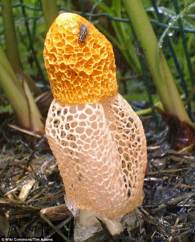 A mysterious mushroom has been found to trigger orgasms in women. It may resemble Phallus multicolour (pictured), which is found in Hawaii. The unknown species has long been rumoured to have potent properties. But when one reporter attempted to experience the odour for herself, she was in for a surprise
