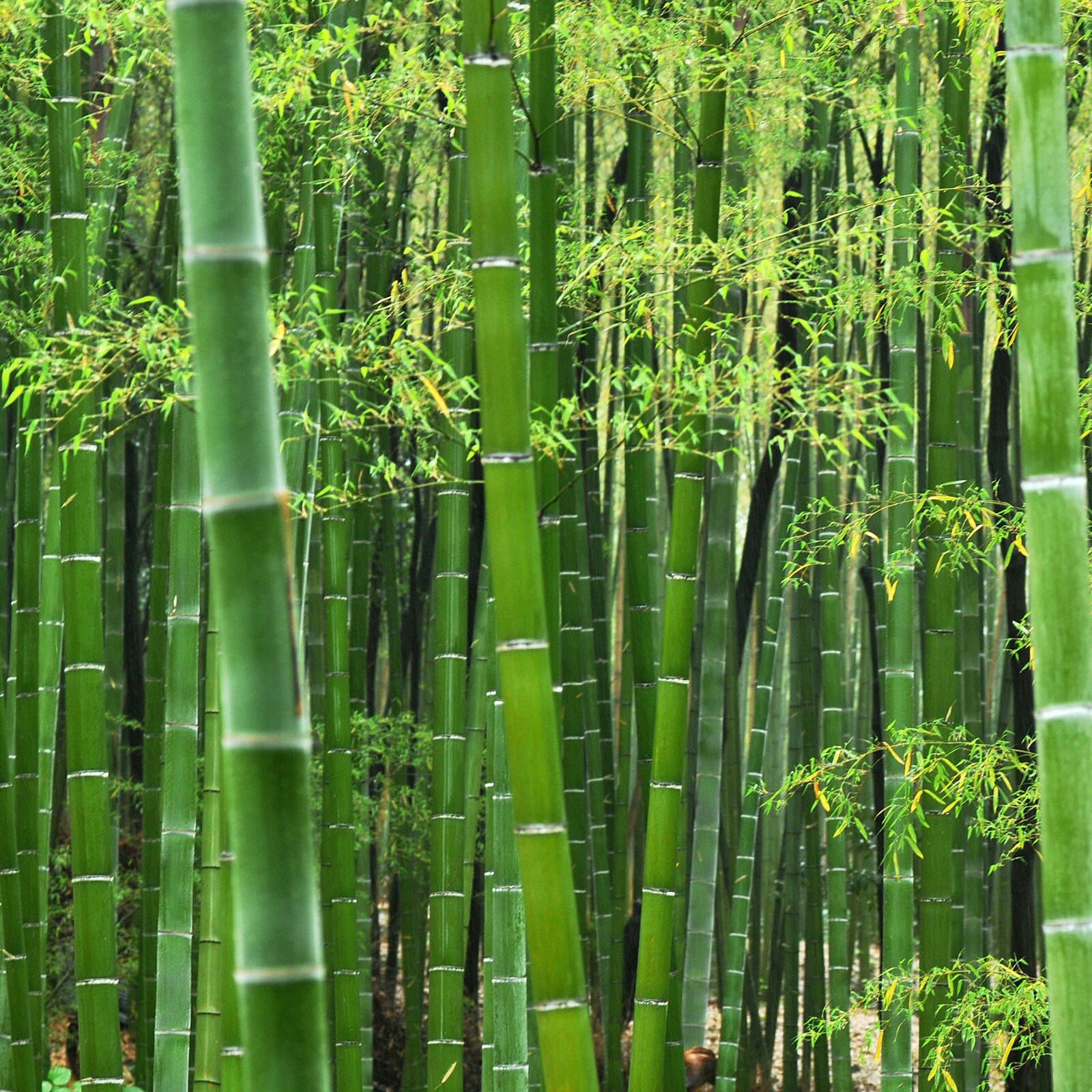 Бамбук в среднем вырастает. Бамбук листоколосник. Бамбуковая роща Геншин. Мао-бамбук. Древнекитайский бамбук.