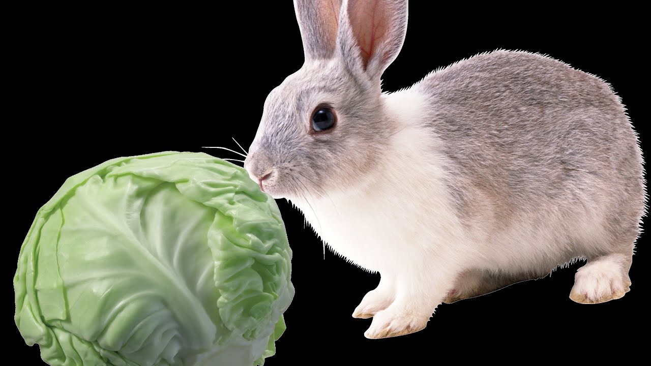 Мандарин кролику. Кролик с капустой. Кролик ест капусту. Заяц с капустой. Кроличья капуста.