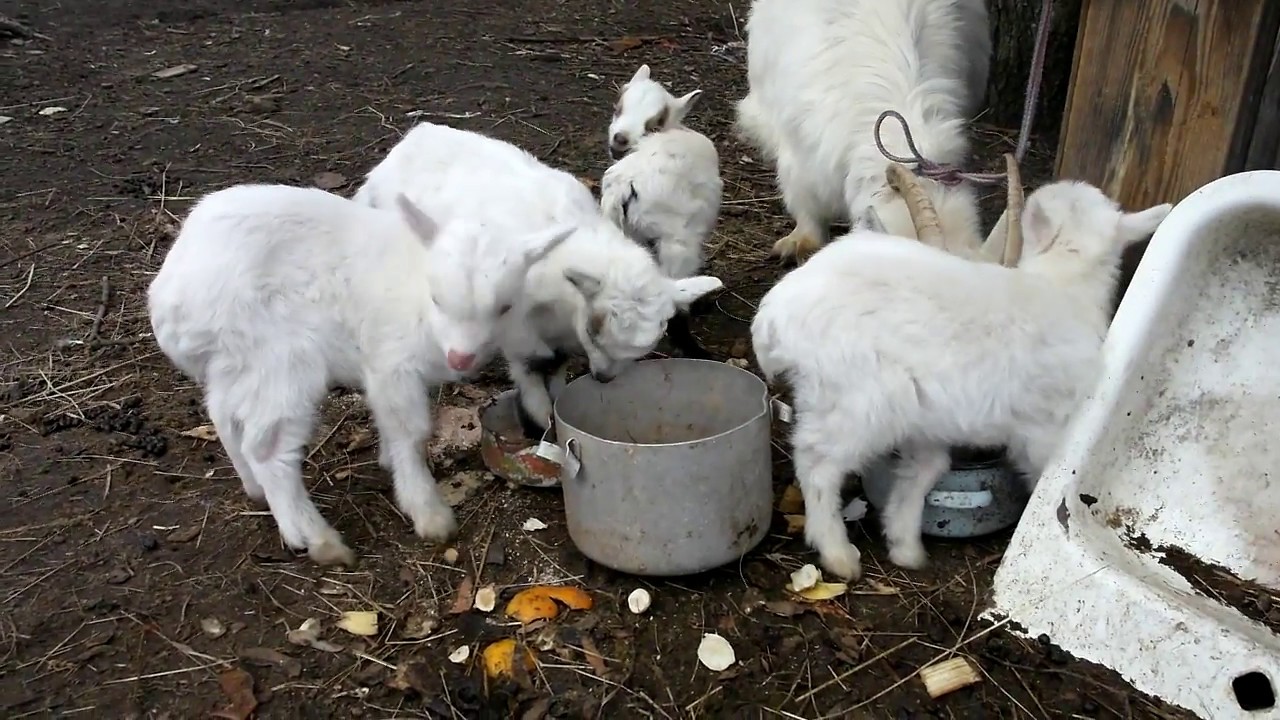 Чем кормят домашних коз. Фкерма для коз. Месячные козлята. Прикорм для козы.