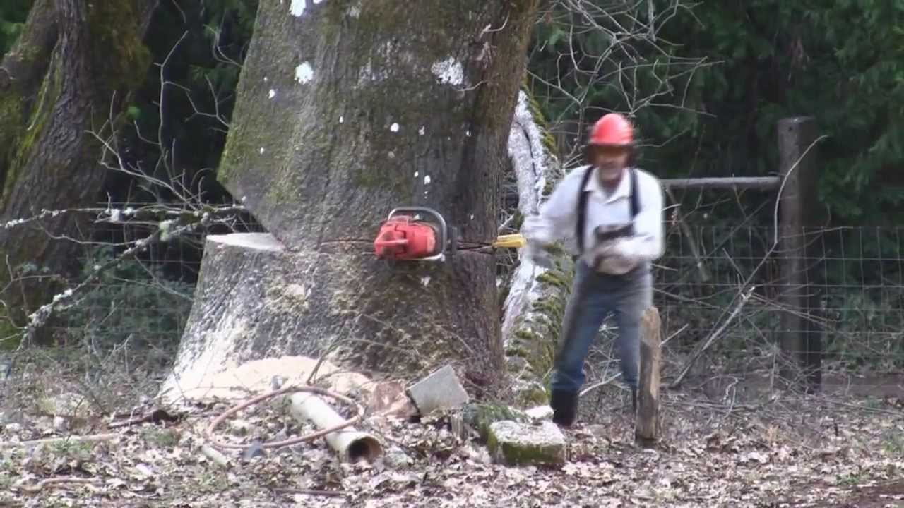 Спиленные деревья видео. Спилить дерево бензопилой. Валка деревьев в нужном направлении. Валка деревьев бензопилой техника. Правильная валка дерева бензопилой.