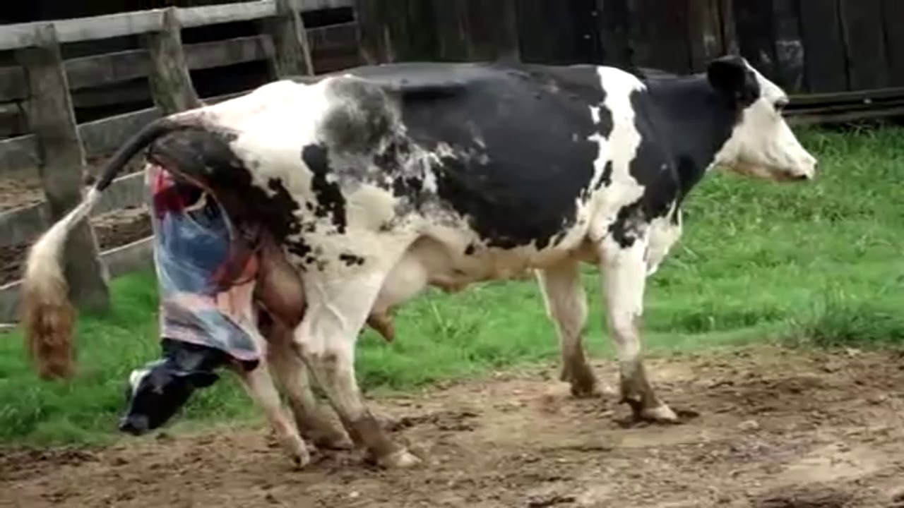 Корова погуляла. Доить корову. Корова отелилась на ферме.