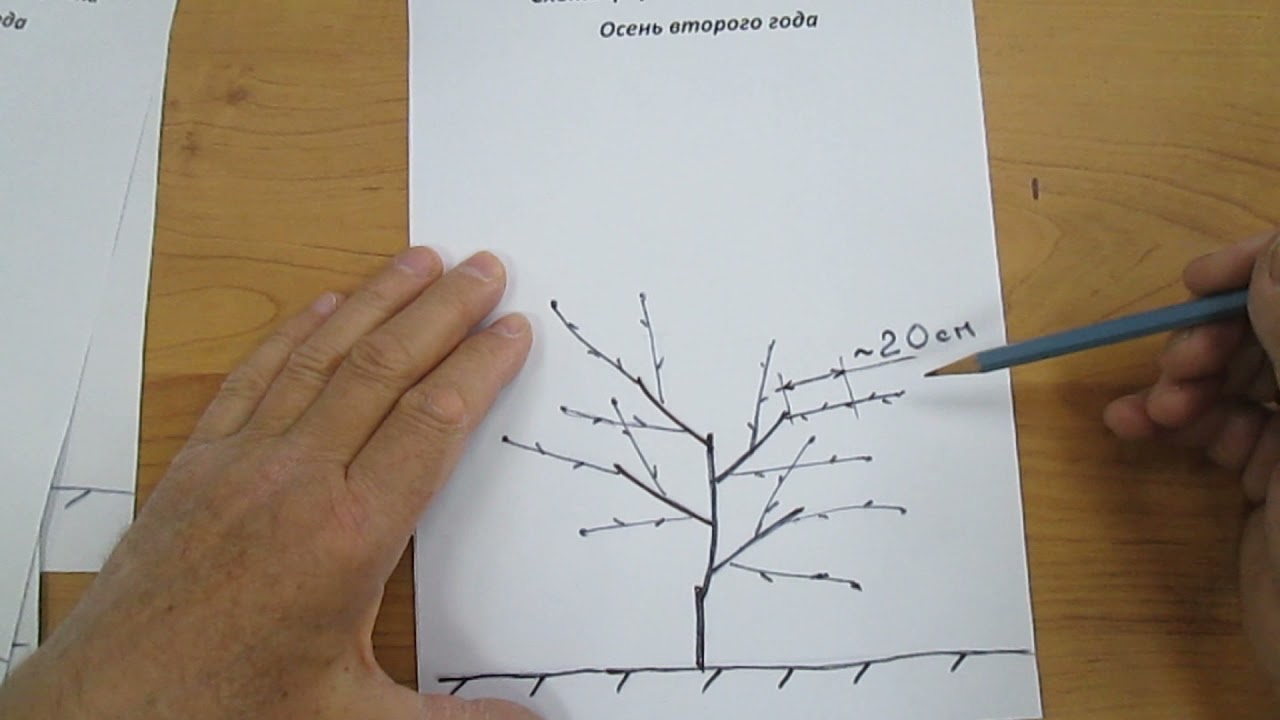 Схема как обрезать персик