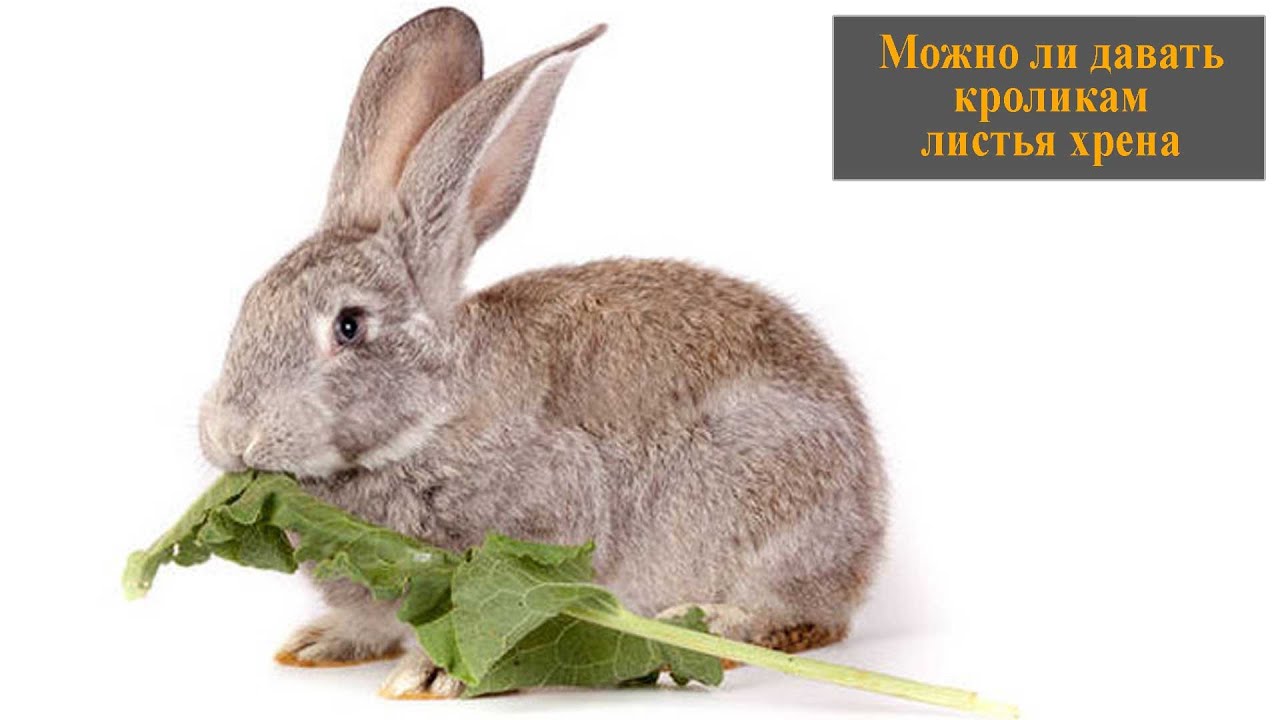 Сельдерей кроликам. Листовой кролик. Кролик в листьях. Кролик ест лист.