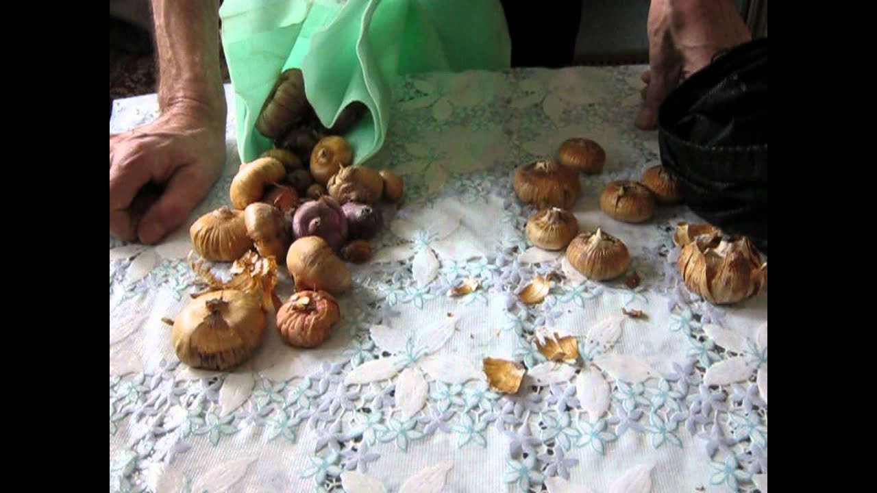 Обработка луковиц гладиолусов перед посадкой