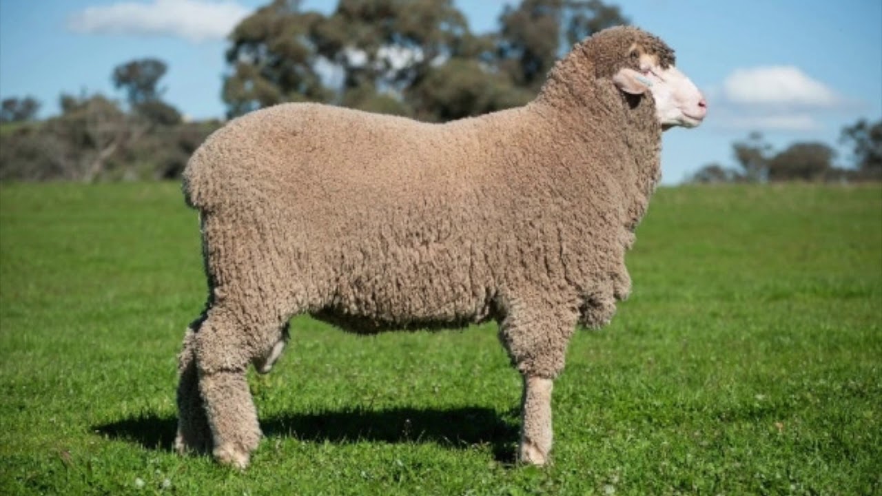 Ярок ягненок. Порода Баранов меринос. Овцы породы меринос. Порода овец Merinos. Австралийский меринос баран.