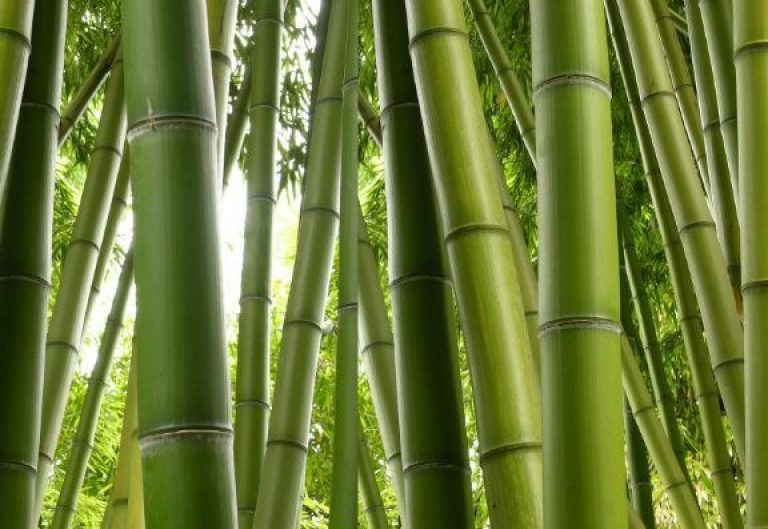 Bamboo fever