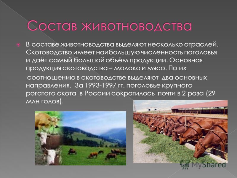 Какие направления имеет скотоводство 3. Отрасли животноводства. Характеристика животноводства. Отрасли животноводства в России. Отрасли животноводства отрасли животноводства.