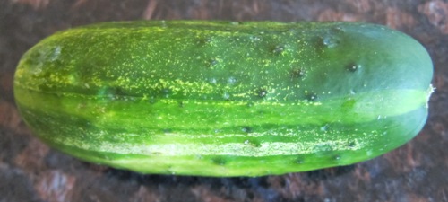 picture of a cucumber