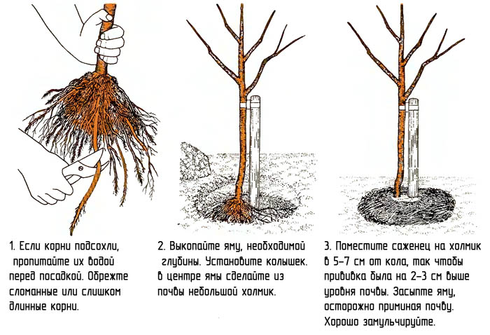 Схема посадки черенка абрикоса в грунт