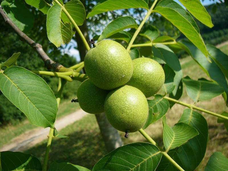 Размножение грецкого ореха - выращивание дерева из орешка