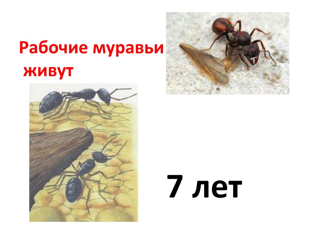 Наука о муравьях. Yferf j VEHFDMZ[. Кроссворд муравей. Схема слова муравьи. Толстой текст муравей