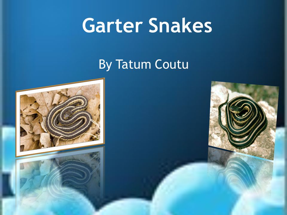 Garter Snakes By Tatum Coutu