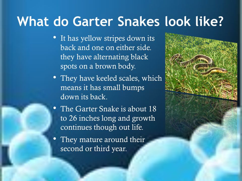 What do Garter Snakes look like. It has yellow stripes down its back and one on either side.
