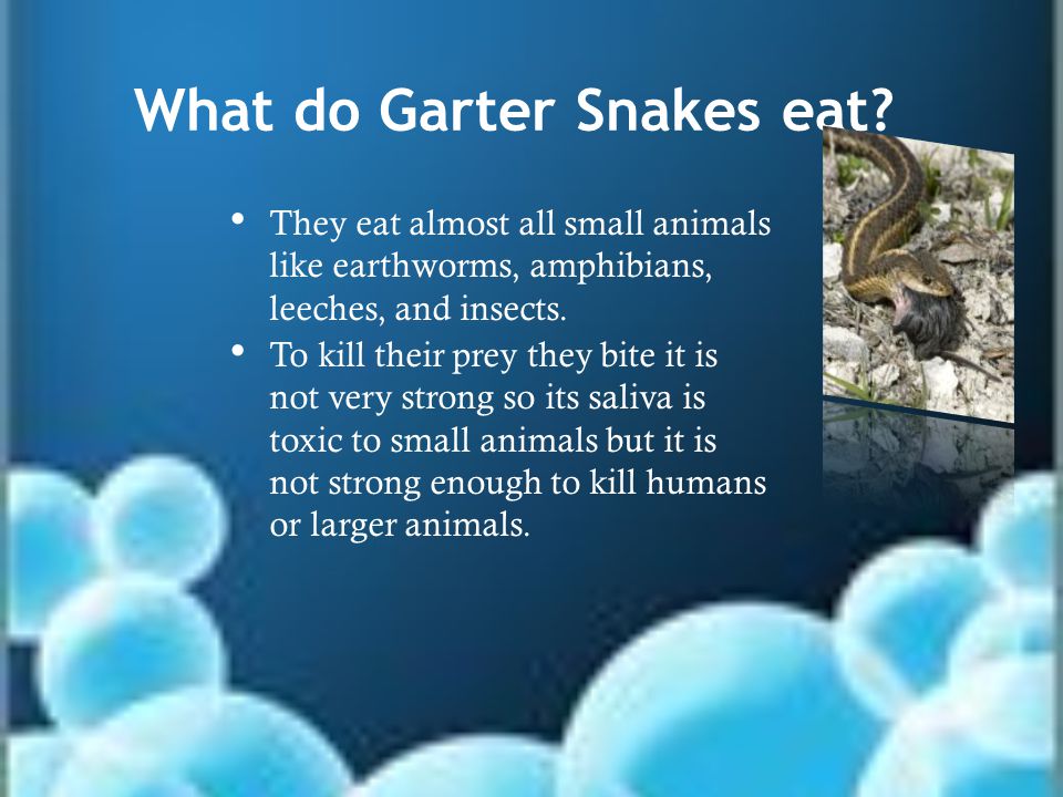 What do Garter Snakes eat.
