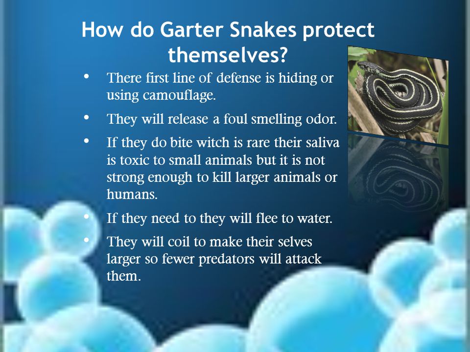 How do Garter Snakes protect themselves. There first line of defense is hiding or using camouflage.