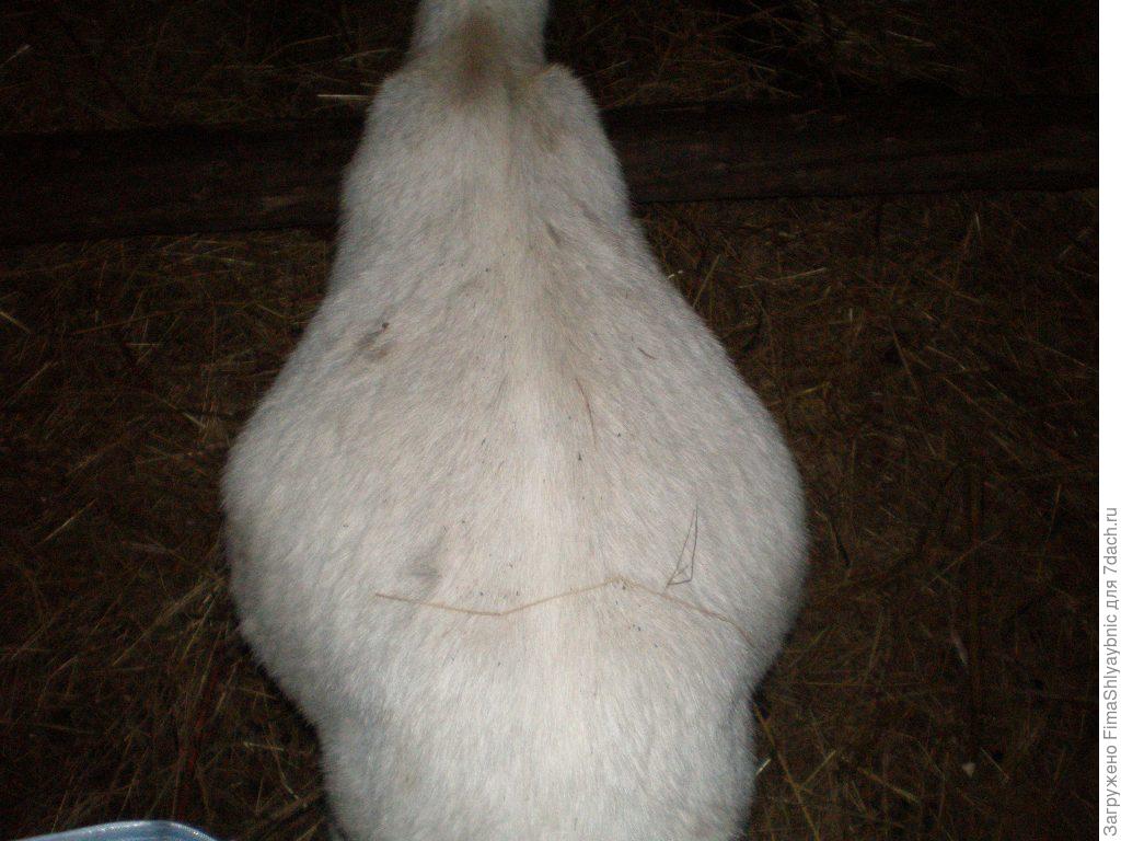 Сколько беременность у козы. Беременность козы 2 месяца. Коза беременность 4 месяца.
