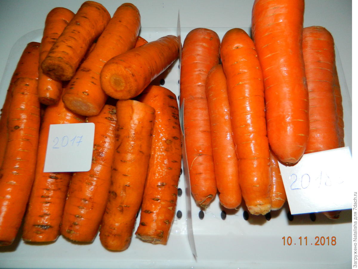 Обрезанная морковь на хранение
