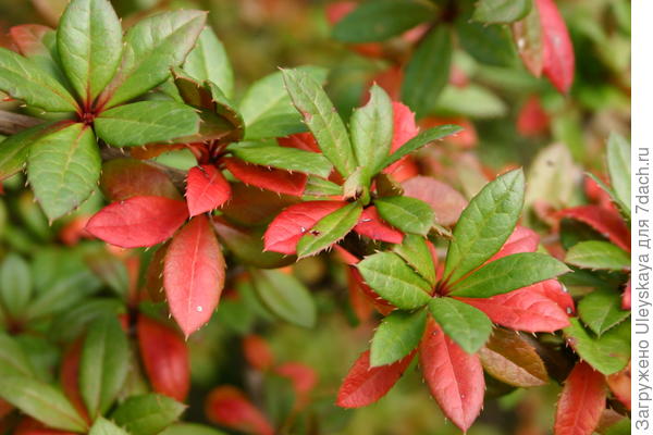 У вечнозеленого барбариса Гагнепена формы Chenaultii осенью краснеют старые листья, фото автора