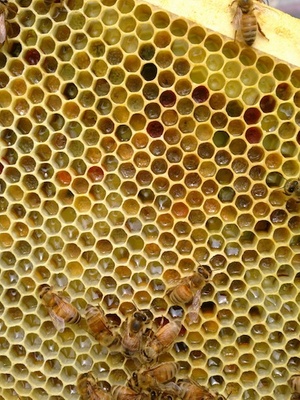 Купить пчел на озоне. Цвет обножки у пчел с разных растений фото.