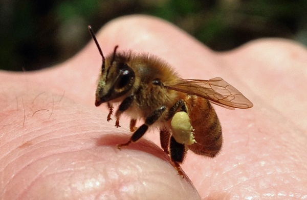 pollen basket on bee