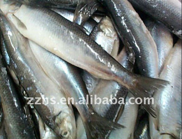 Canned Mackerel Fish In Brine Choice Recipes