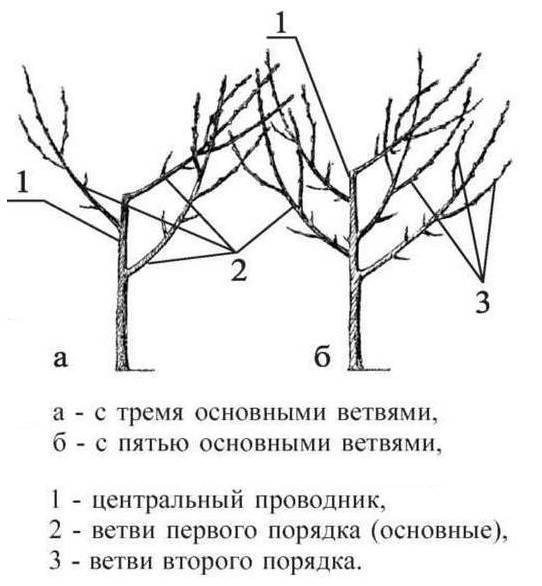 Схема обрезки абрикоса