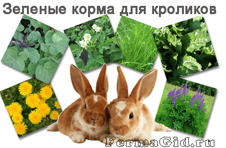 Какую траву декоративным кроликам. Кролик в траве. Растения для кроликов. Зеленые корма для кроликов. Полезные растения для кроликов.