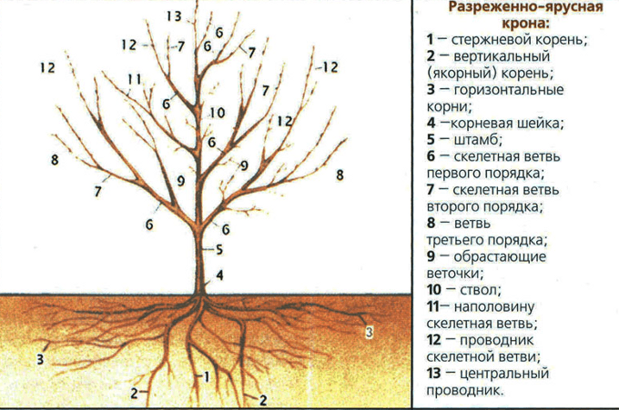 Схема формирования вишни