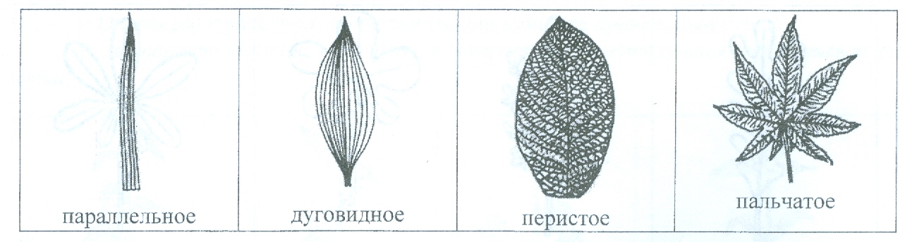 Сетчатое жилкование имеют. Дуговидное жилкование листовой пластинки. Типы жилкования листа двудольных. Тип жилкования у однодольных растений. Однодольные растения Тип жилкования листьев.