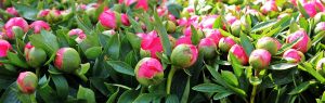 Пионы — конкуренты роз: описание и характеристика 30 сортов, все что вам следует знать о них (50 Фото & Видео) +Отзывы