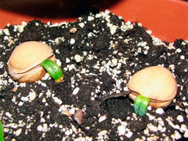 Проращивание семян цикаса