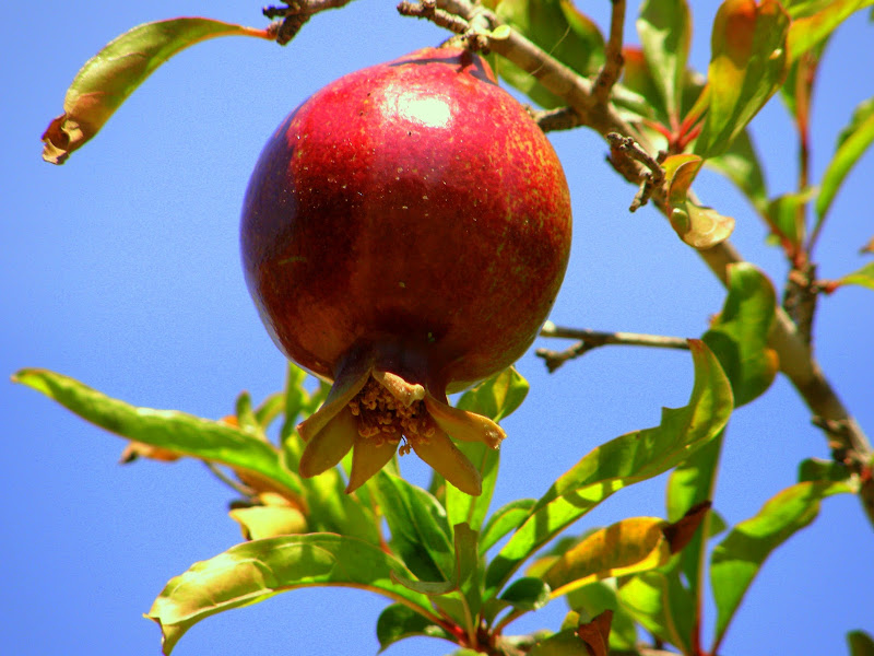 Плоды чудо дерева 5 букв. Яблоко и гранат. Граната яблоко США. Плоды граната на солнышке. Гранат яблоко раздора.