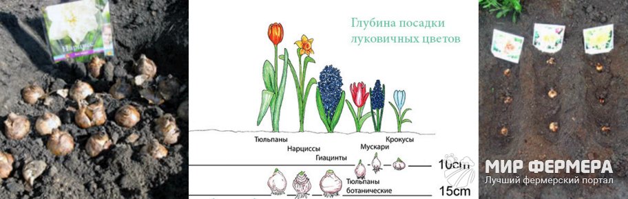 Посадка нарциссов в открытый грунт