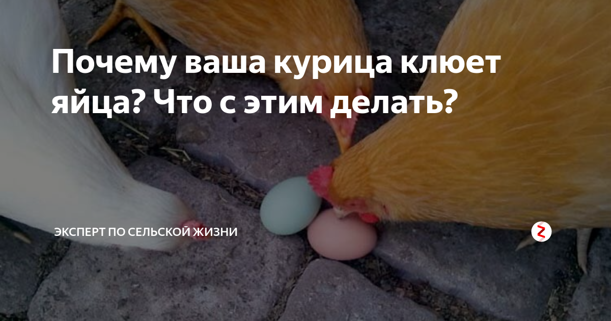 Почему куры расклевывают. Куры клюют яйца. Курица клюет яйца. Причина расклевывания яиц курами. Почему куры клюют яйца.