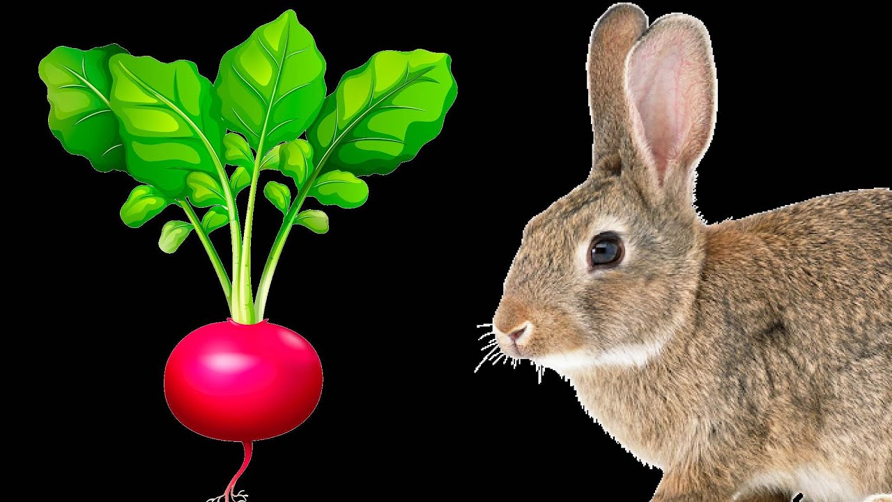 Укроп кроликам. Кролик в редиске. Кролик ест редиску. Заяц с редиской. Кролик ест свеклу.