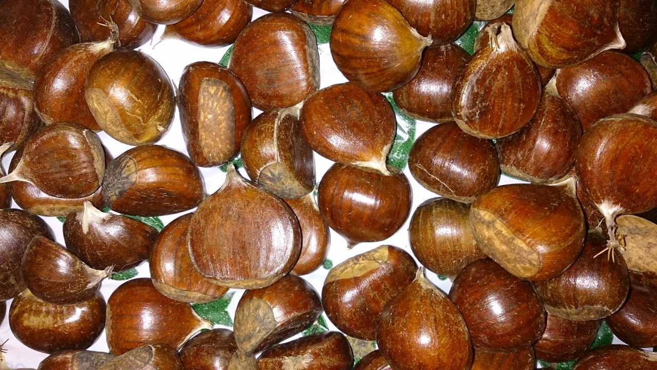 Орехи виды и названия с фото