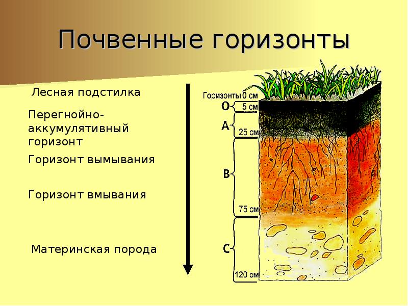 Строение почвы картинки