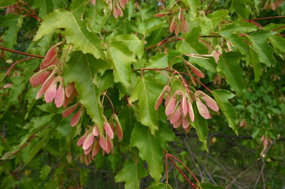 Клен татарский. Клен татарский, черноклен (Acer tataricum). Клен татарский Acer tataricum. Клен полевой черноклен. Клён татарский Гиннала семена.